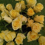 Star Brite Roses Branchues jaunes d'Equateur Ethiflora